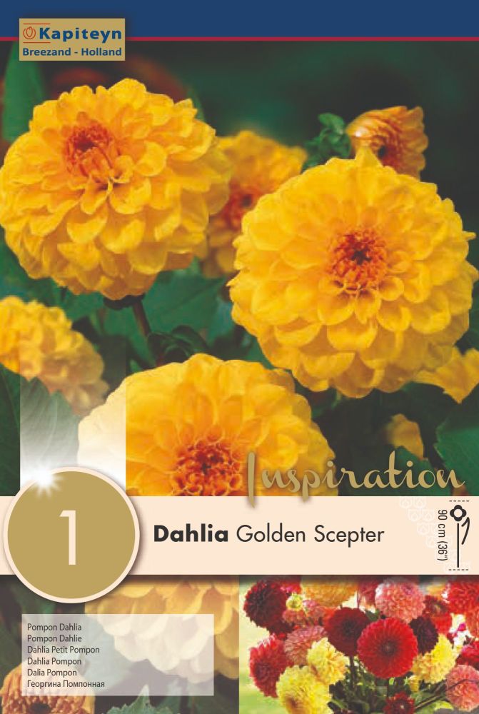 DAHLIA GOLDEN SCEPTER