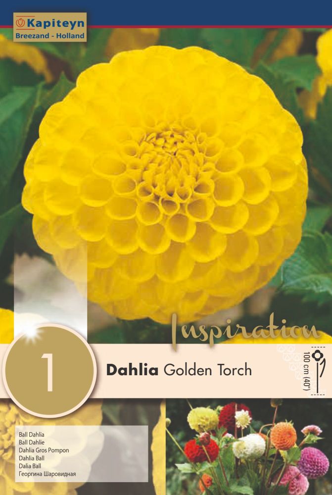 Dahlia Golden Torch - 1 Bulb