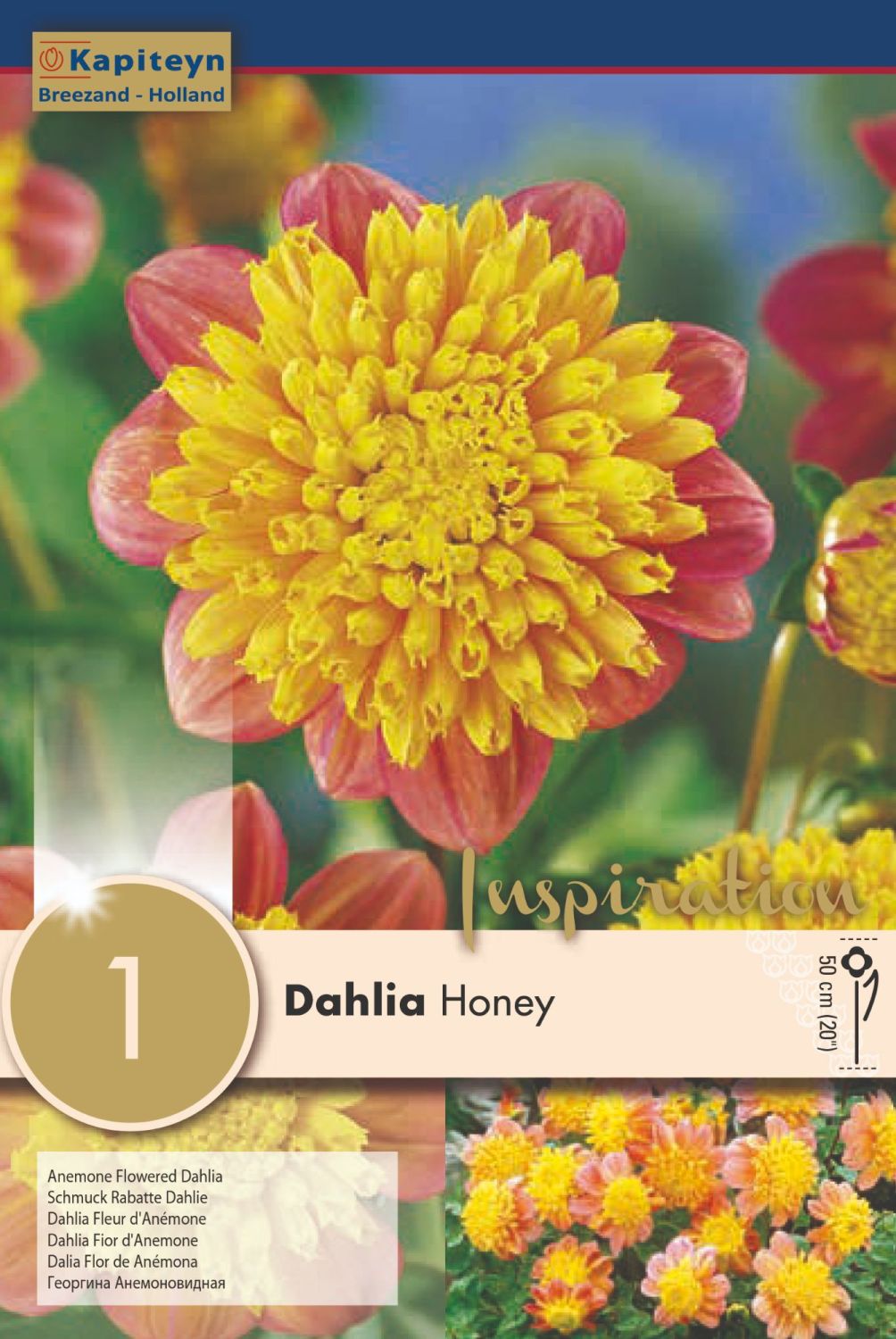 DAHLIA HONEY