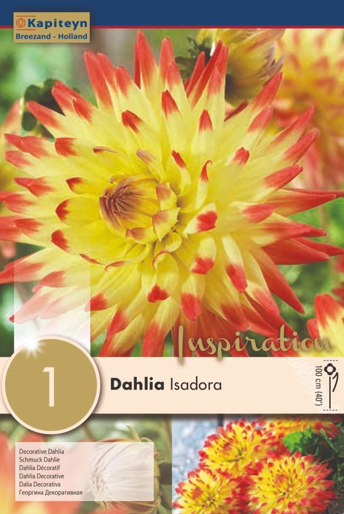 Dahlia Isodora - 1 Bulb