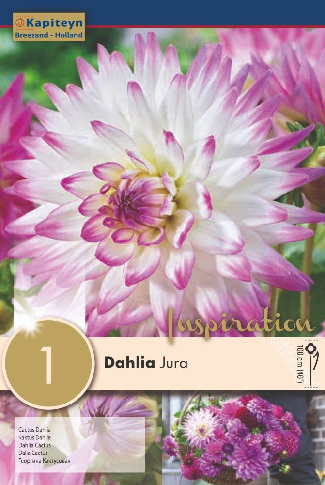 Dahlia Jura - 1 Bulb