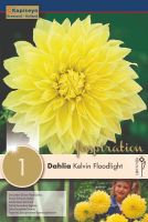 Dahlia Kelvin Floodlight 1 Bulb