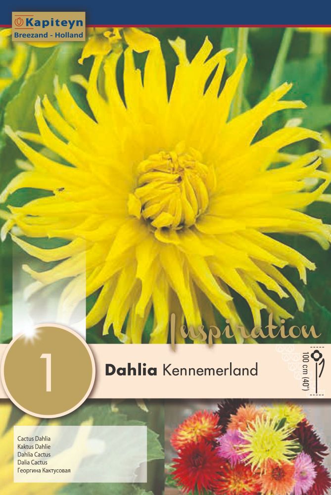 Dahlia Kennemerland - 1 Bulb