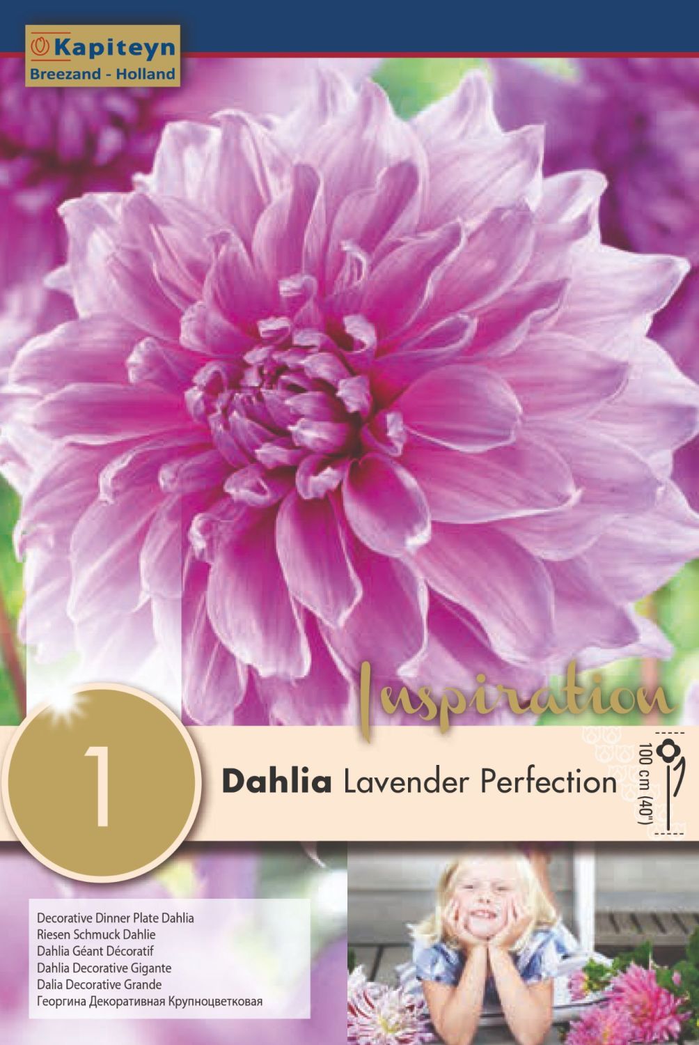 DAHLIA LAVENDER PERFECTION