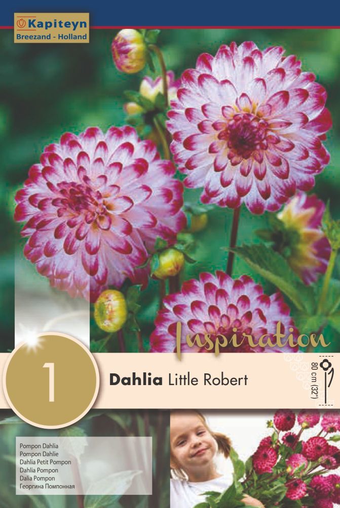 Dahlia Little Robert - 1 Bulb