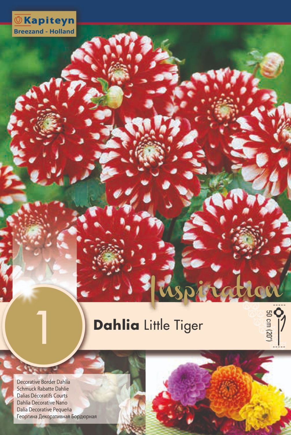 DAHLIA LITTLE TIGER