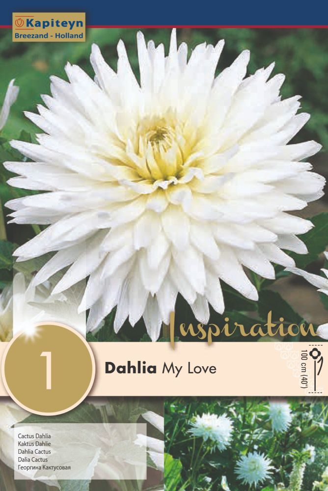Dahlia My Love - 1 Bulb