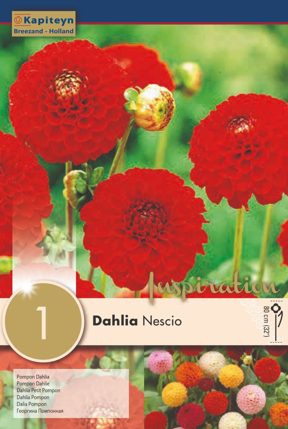 DAHLIA NESCIO