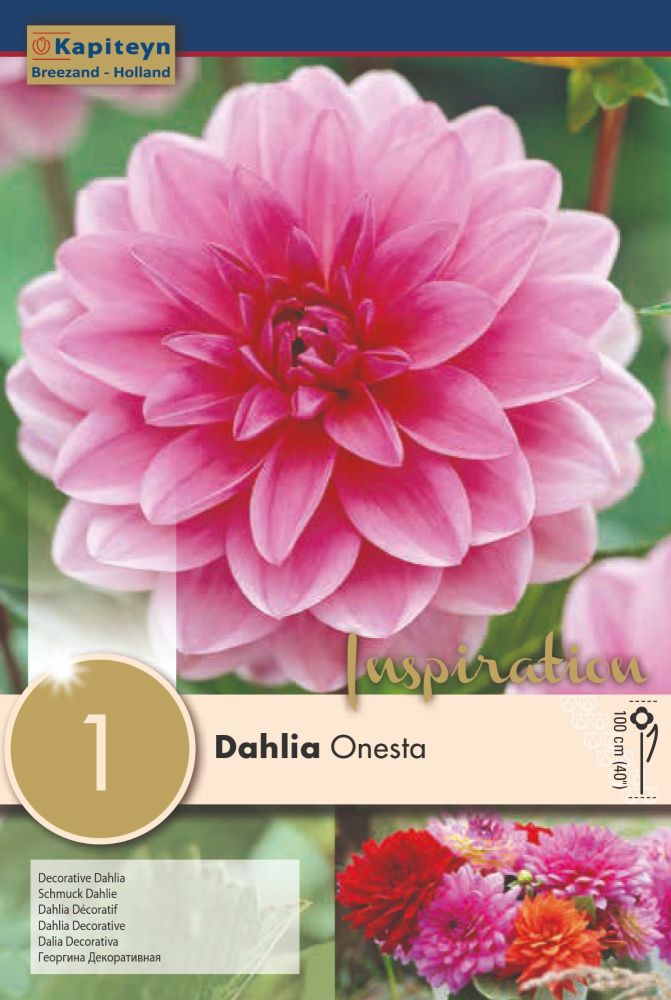 Dahlia Onesta - 1 Bulb