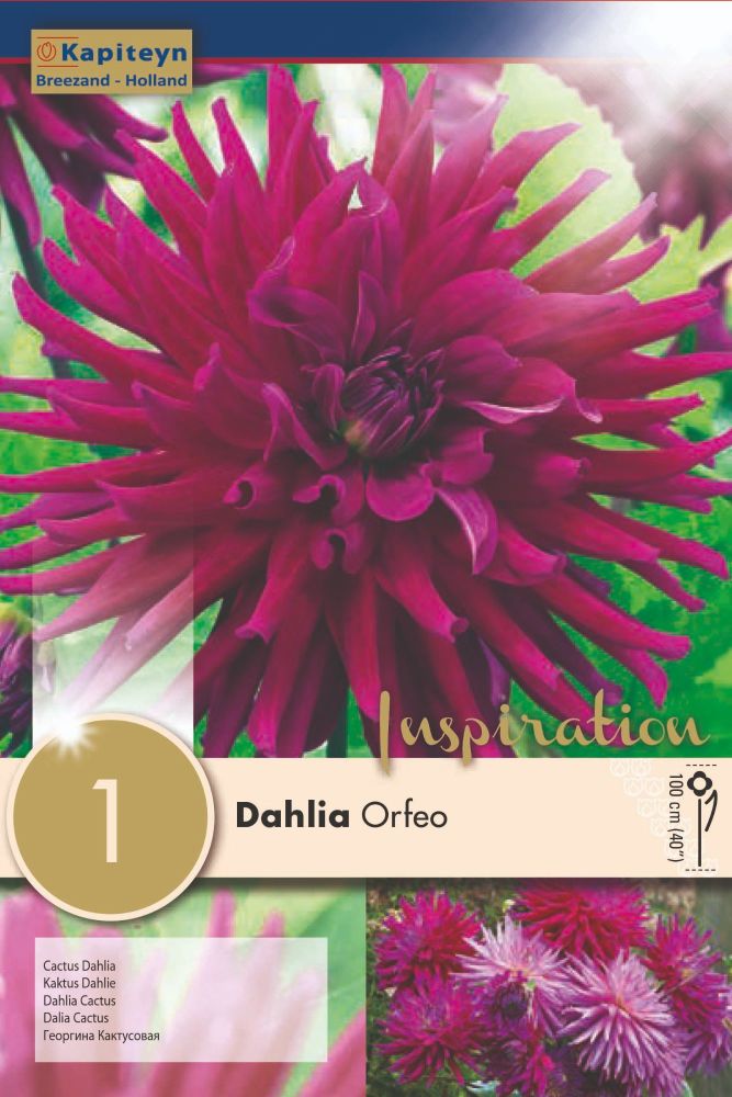 Dahlia Orfeo - 1 Bulb