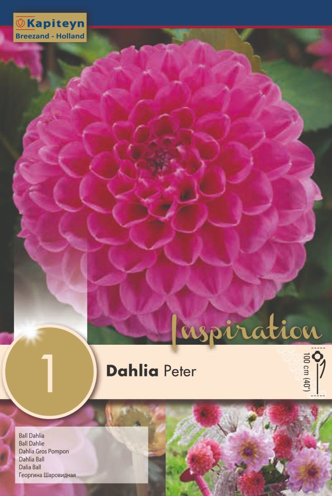 Dahlia Peter - 1 bulb