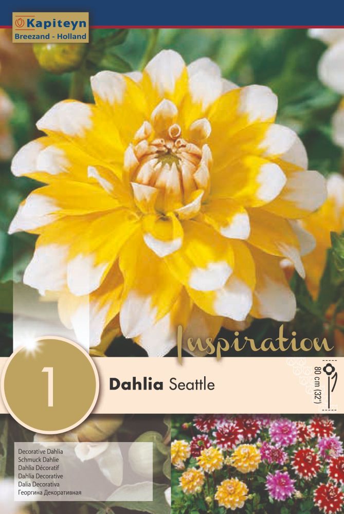 Dahlia Seattle - 1 Bulb