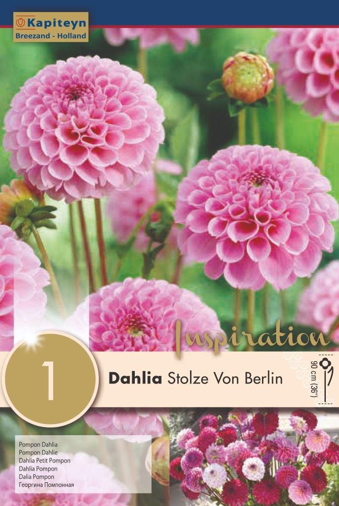 Dahlia Stolze  Von Berlin - 1 Bulb