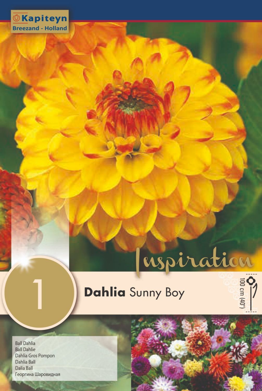 DAHLIA SUNNY BOY