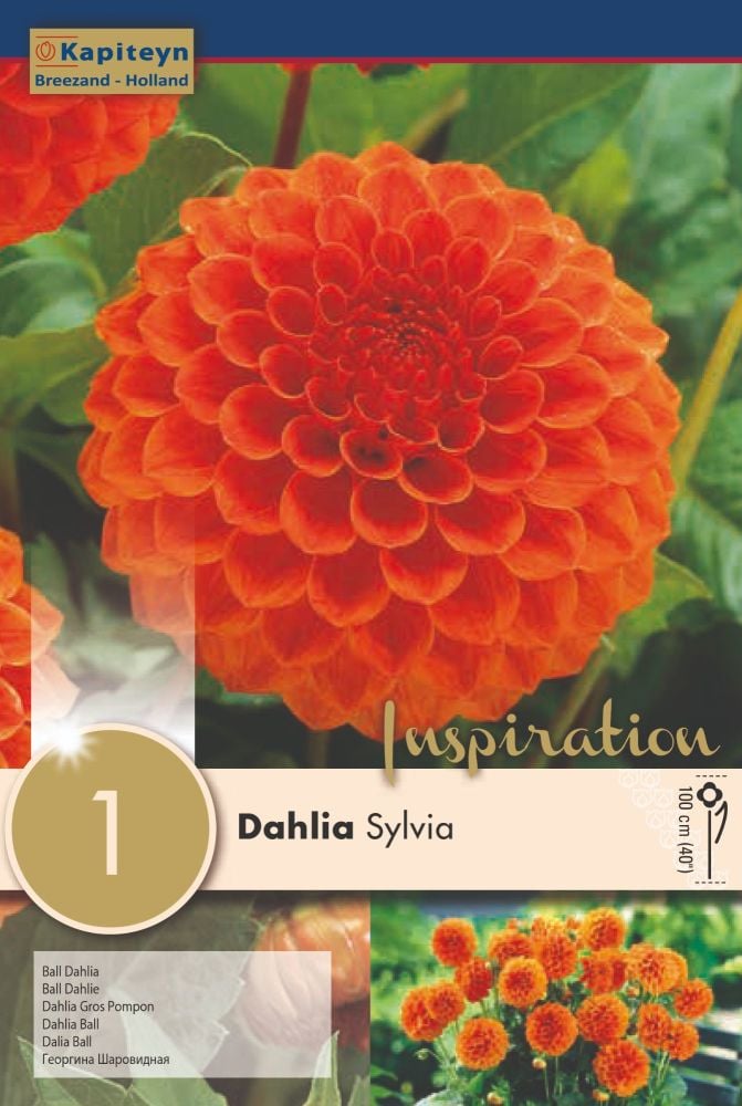 Dahlia Sylvia - 1 Bulb