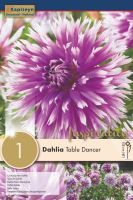 Dahlia Table Dancer - 1 Bulb