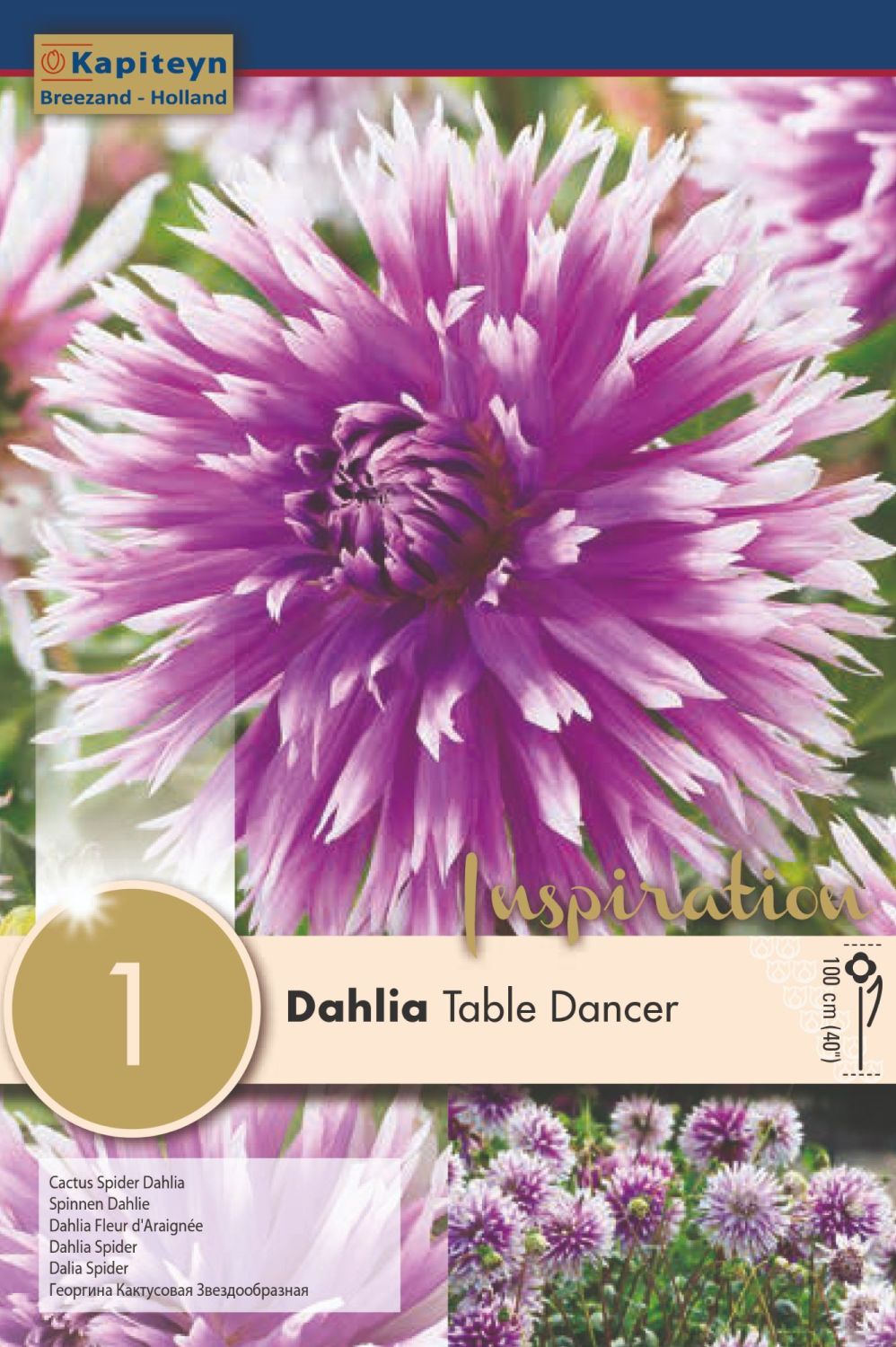 DAHLIA TABLE DANCER