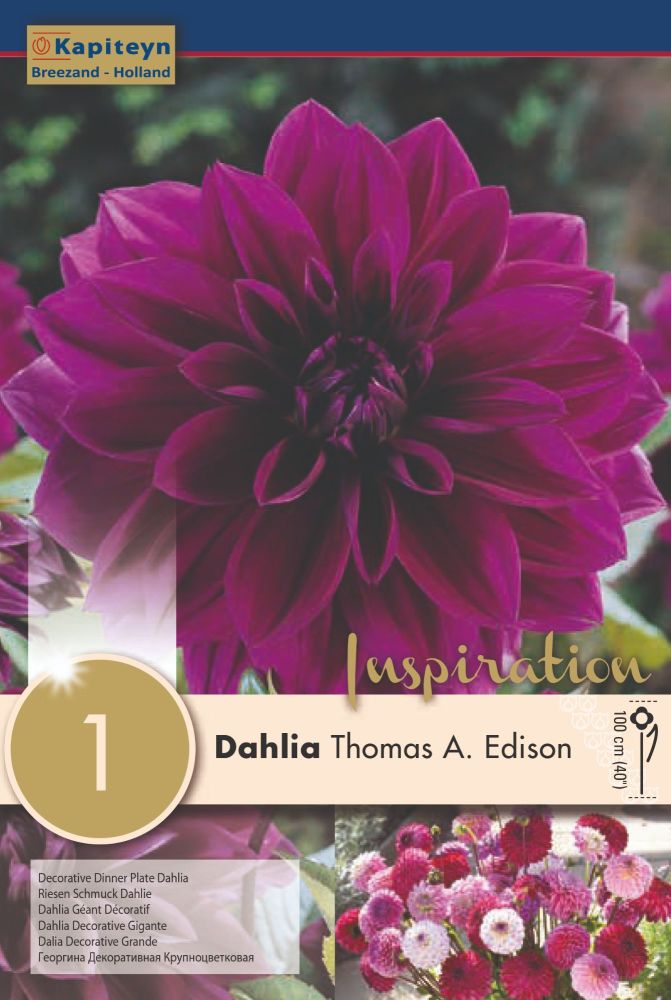 Dahlia Thomas a Edison - 1 Bulb