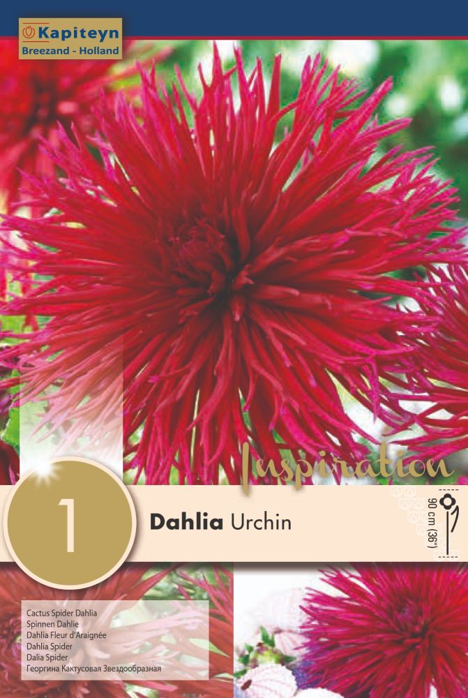 Dahlia Urchin Us - 1 Bulb