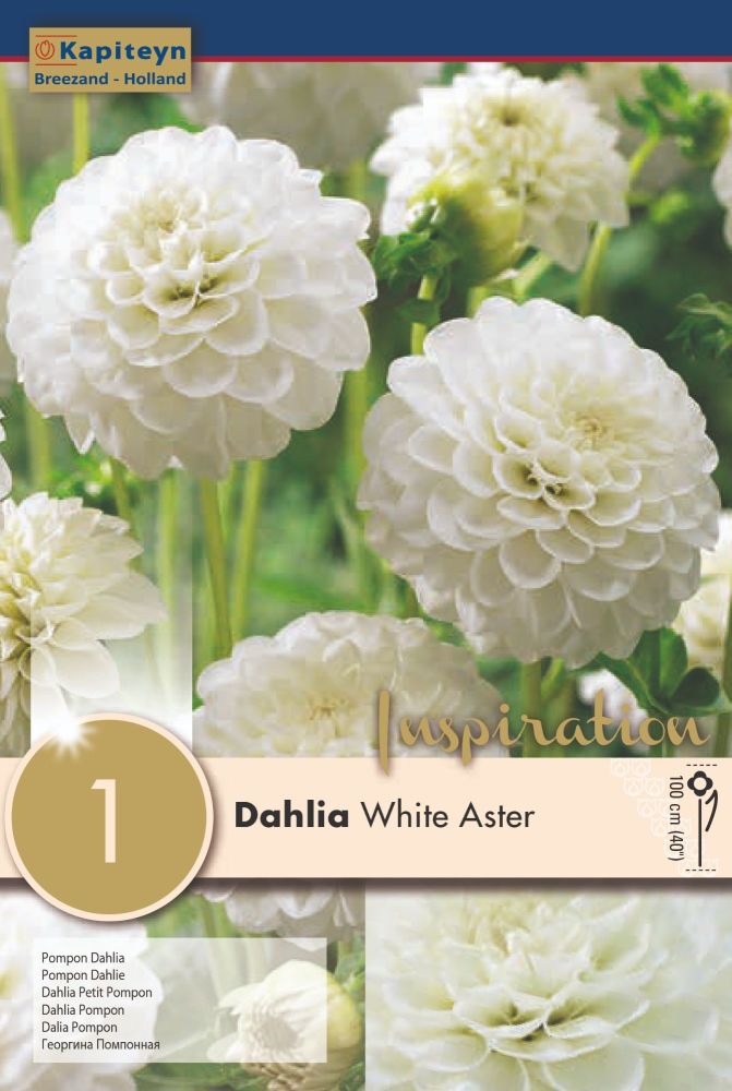 Dahlie White Aster - 1 Bulb