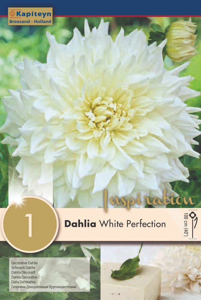Dahlia White Perfection 1 Bulb