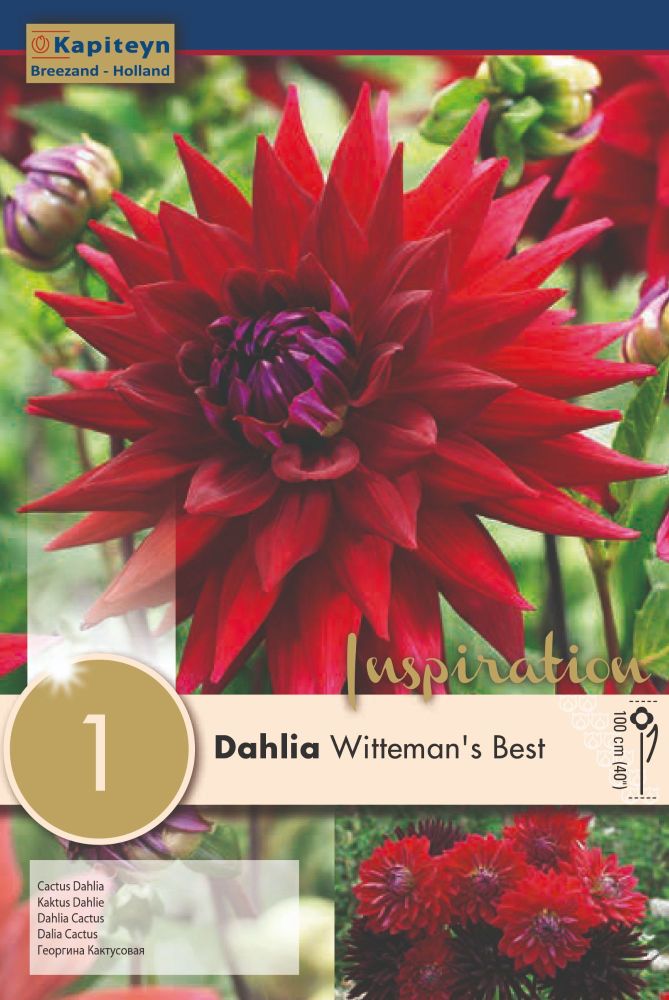 Dahlia Witteman's Best - 1 Bulb