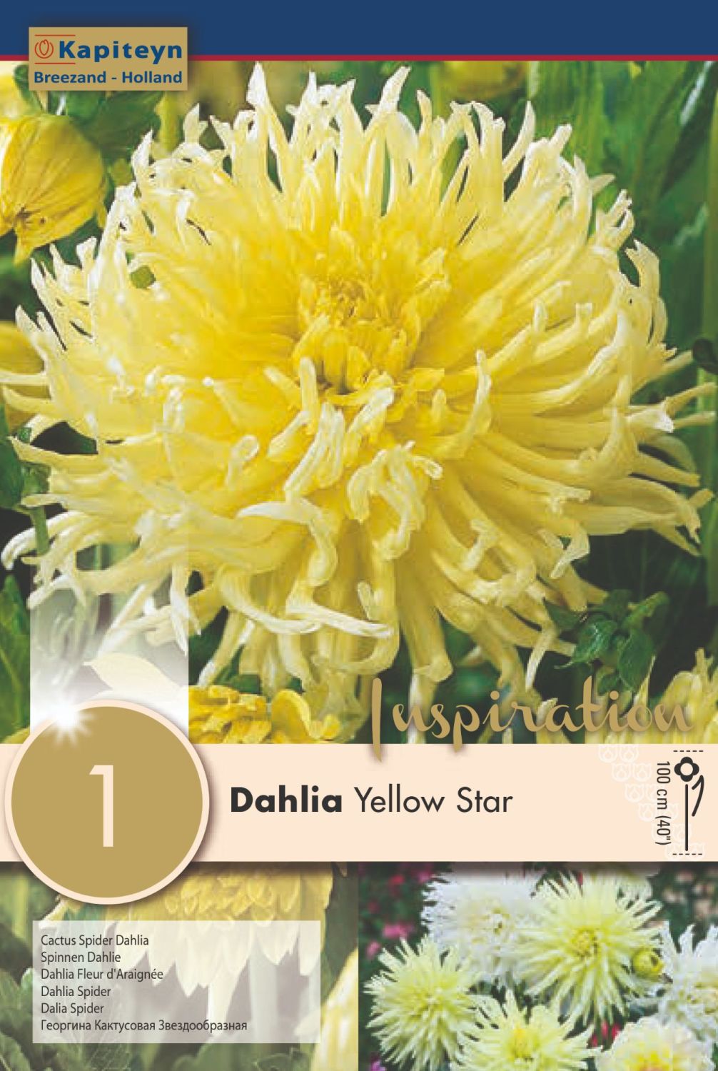 DAHLIA YELLOW STAR