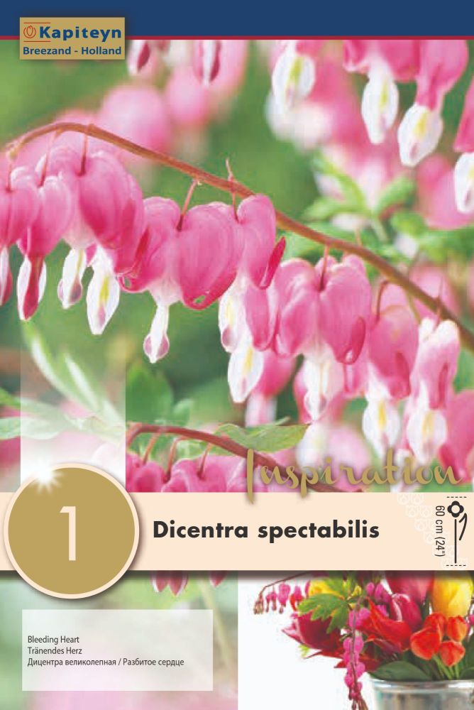 Dicentra Spectabilis - 1 Bulb