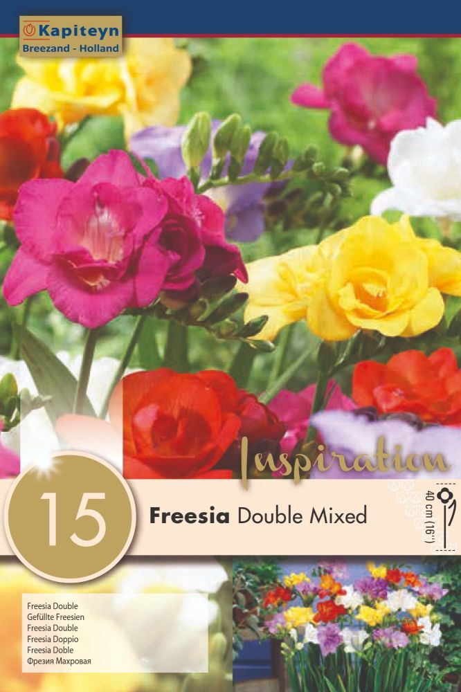 Freesia Double Mixed - 15 Bulbs