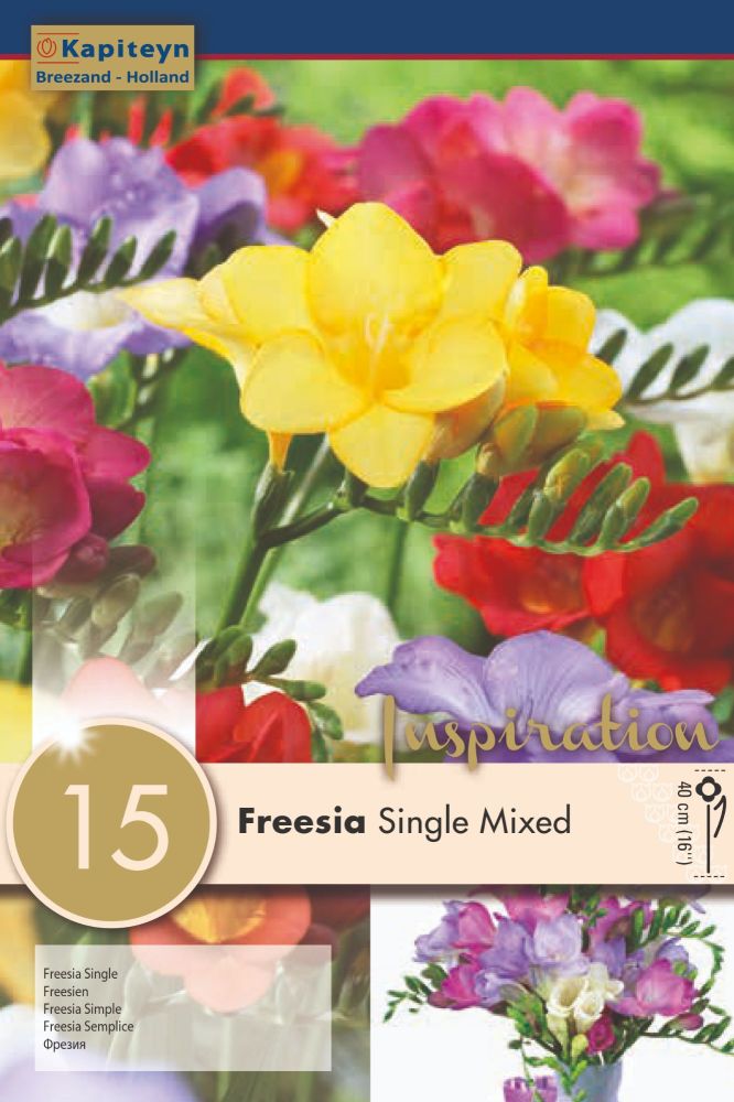 Freesia Single Mixed - 15 Bulbs
