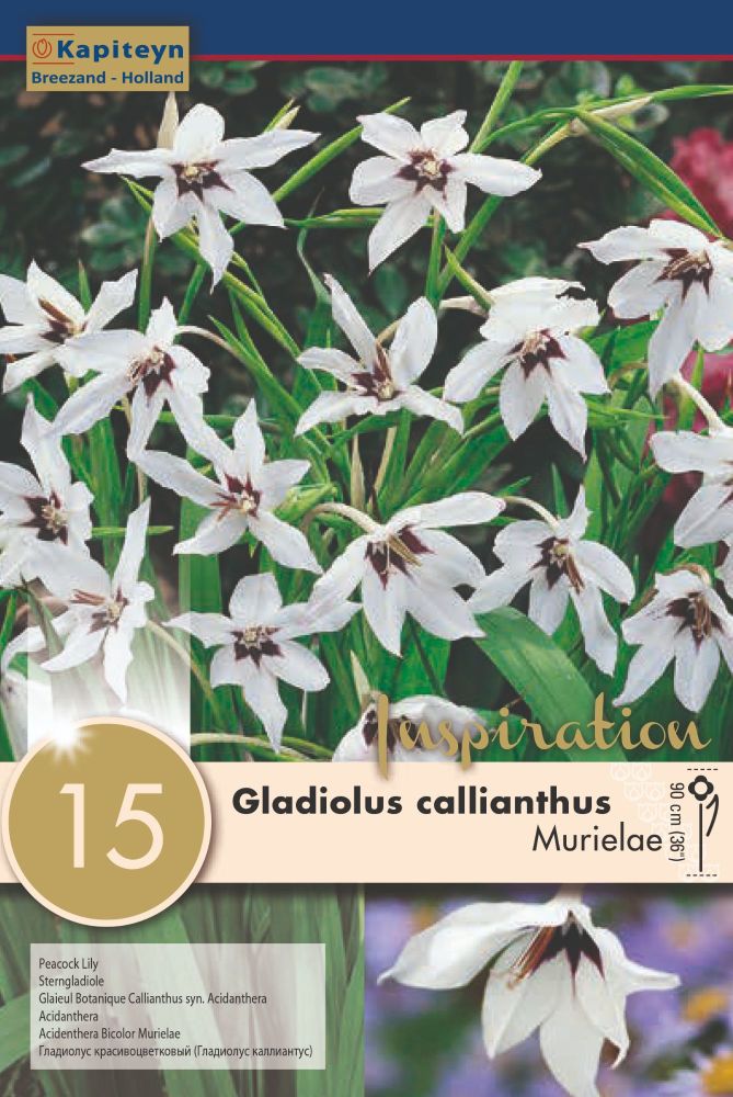 Gladiolus Callianthus - 15 Bulb