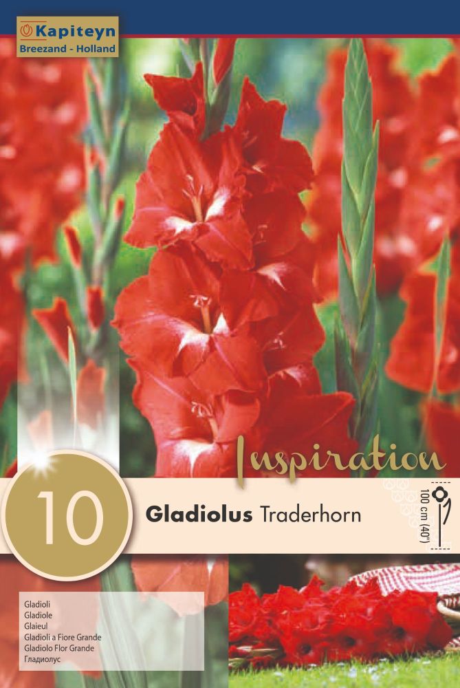 Gladioulus Tradehorn - 10 Bulbs