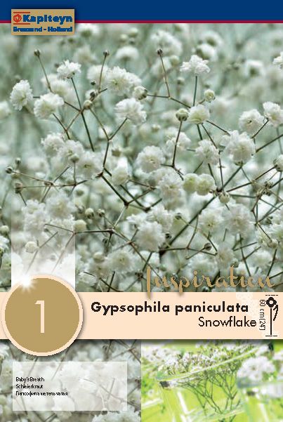 Gyphophila Snowflake - 1 Bulb