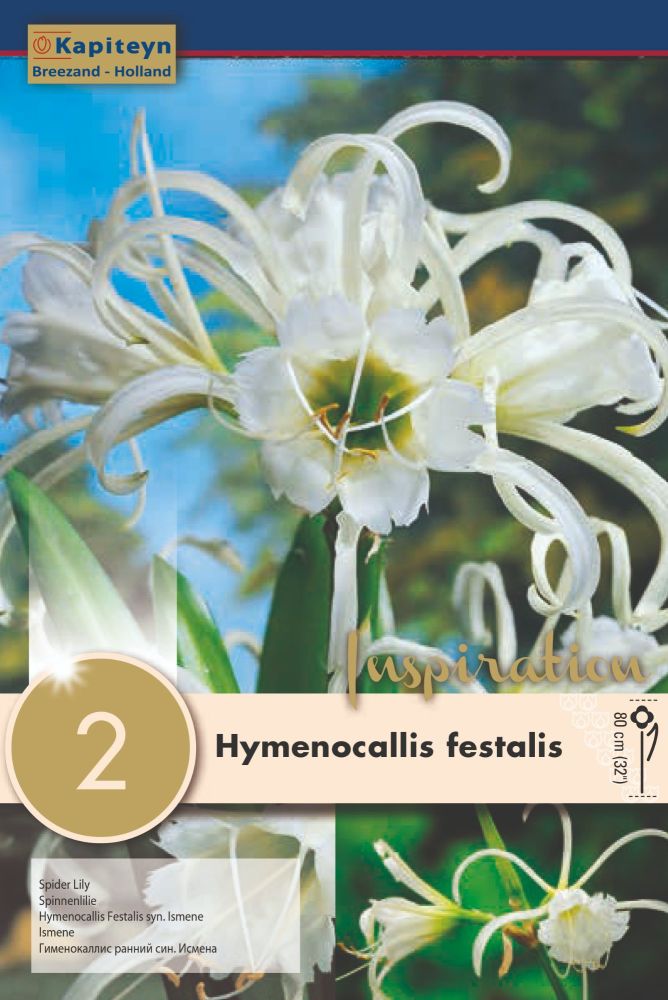 Hymenocallis Festalis - 2 Bulbs