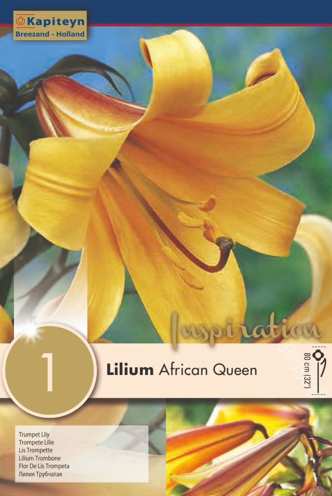 Lillium African Queen - 1 Bulb