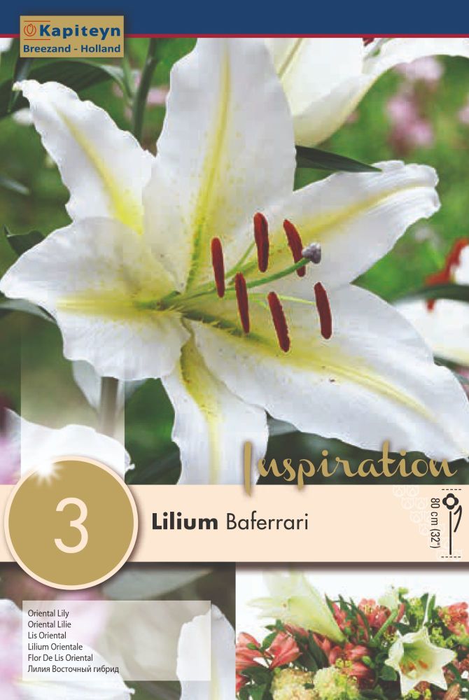 Lillium Bafferari - 3 Bulbs