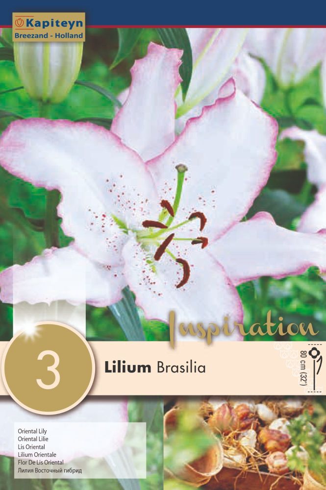 Lillium Brasilia - 3 Bulbs