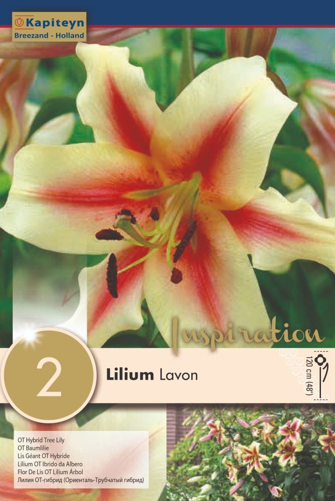 Lillium Lavon - 2 Bulbs