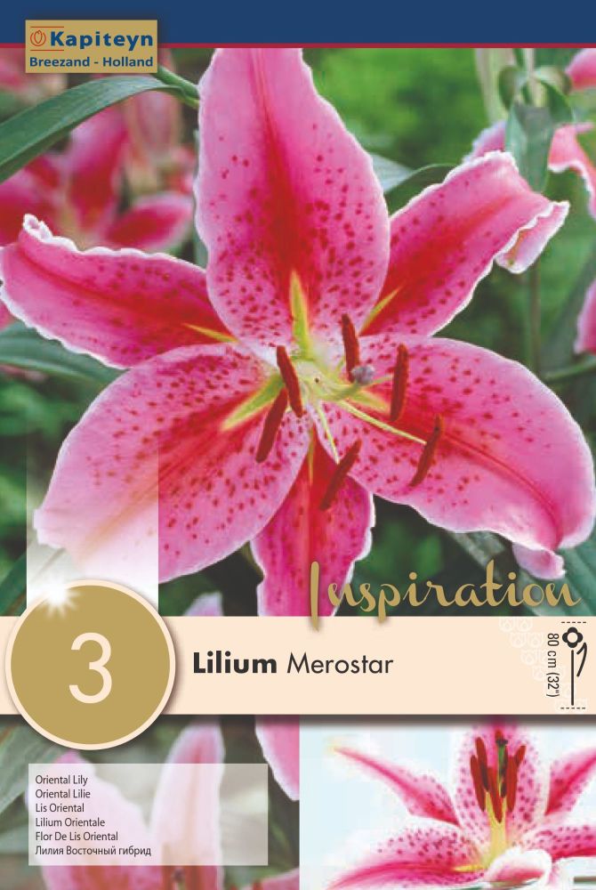 Lillium Merostar - 3 Bulbs