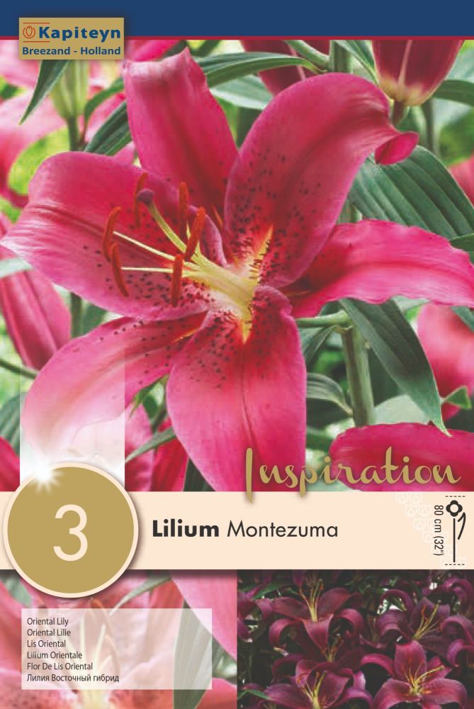Lllium Montezuma - 3 Bulbs