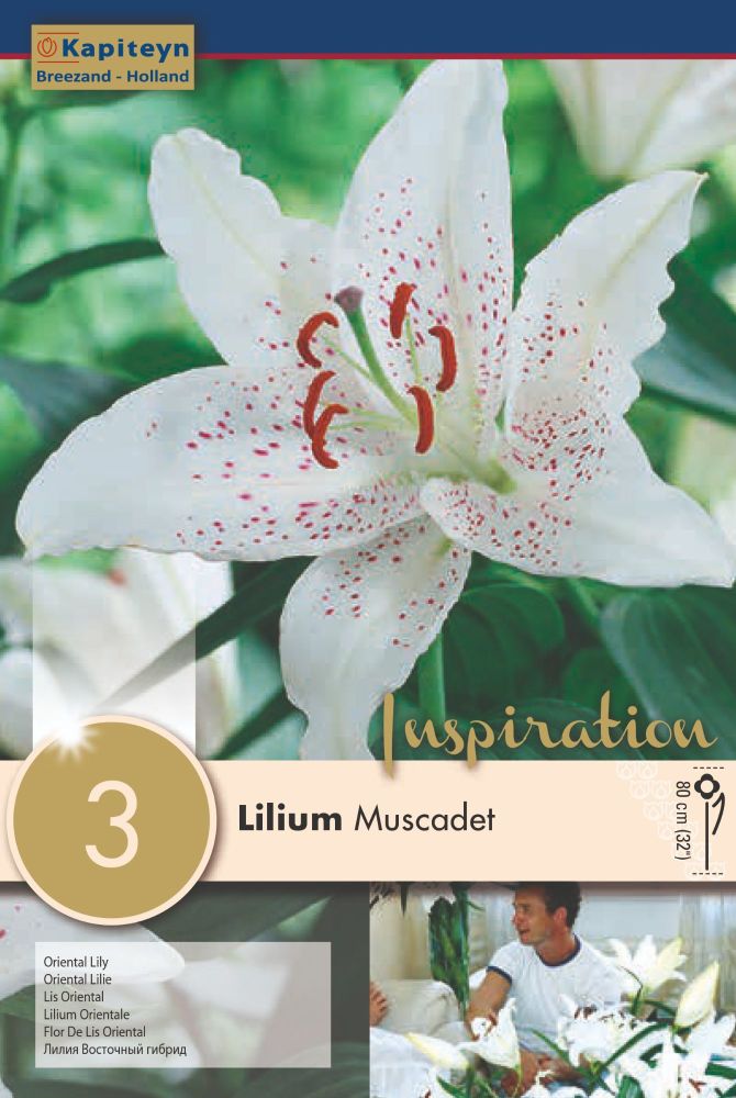 Lillium Muscadet - 3 Bubls