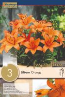 Lillium Orange Pixie - 3 Bulbs