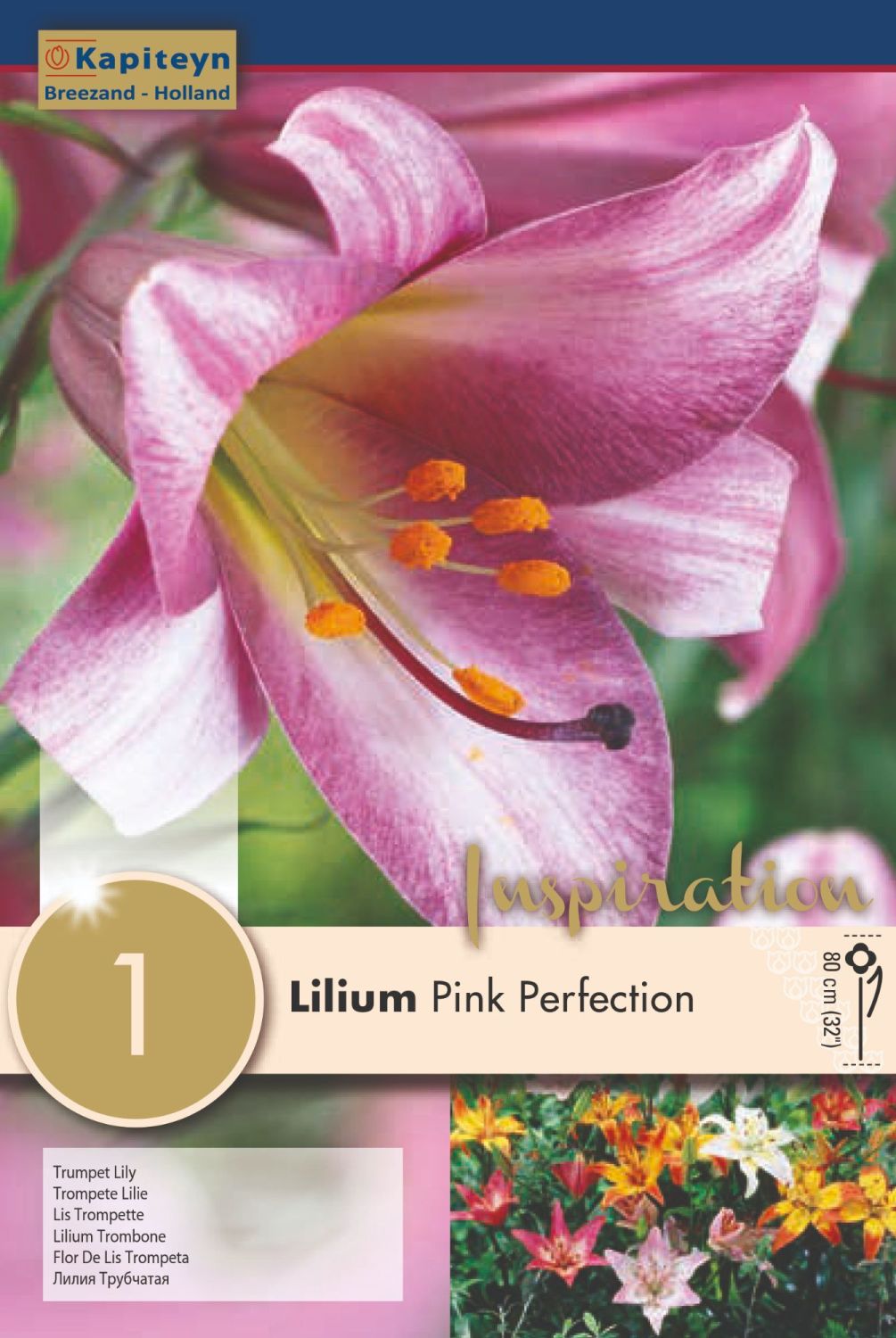 LILIUM PINK PERFECTION