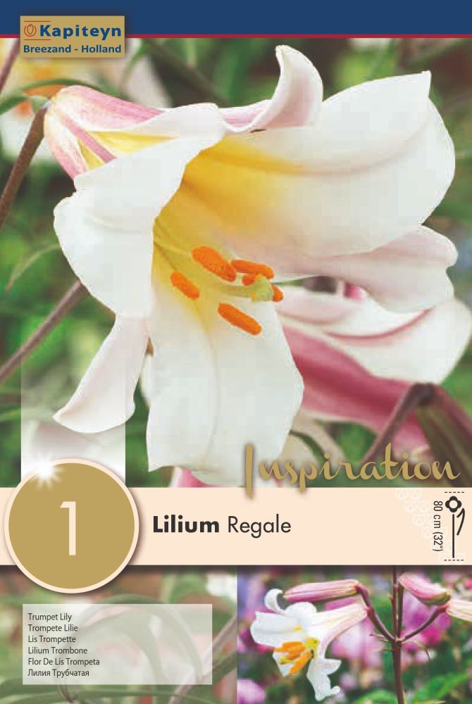 Lillium  Regale - 1 Bulb