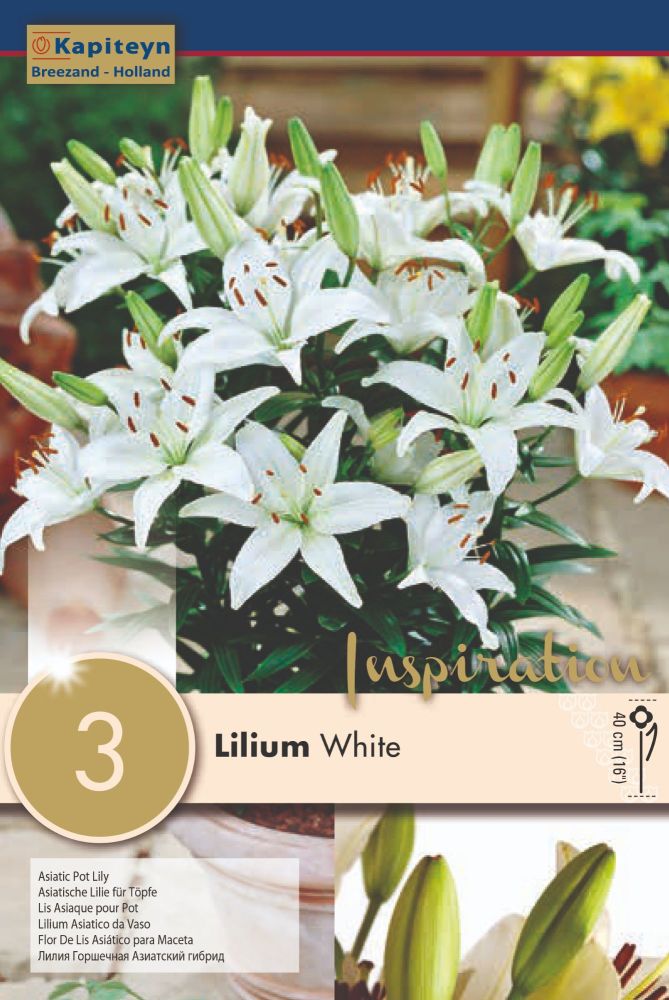 Lillium White Pixie - 3 Bulbs