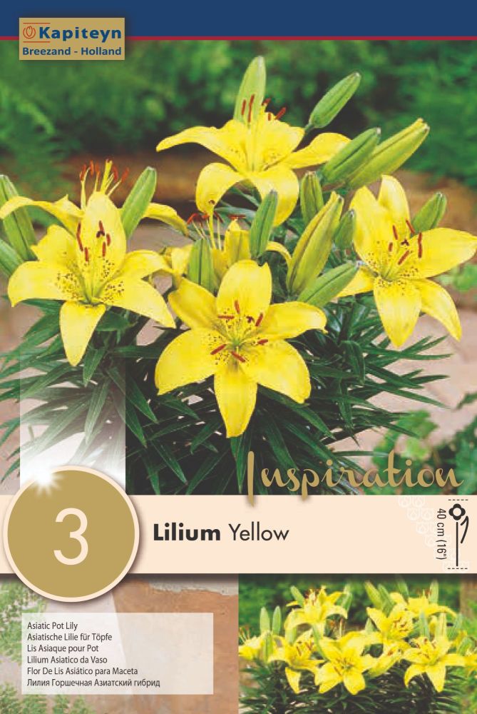 Lillium Yellow Pixie - 3 Bulbs