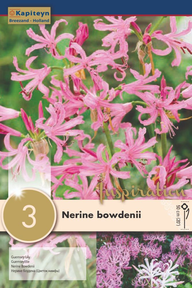 Nerine Bowdenii - 3 Bulbs