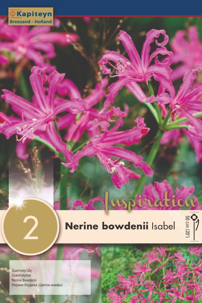 Nerine Isabel - 2 Bulbs
