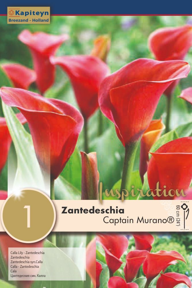 Zantedeschia Captain Murano - 1 Bulb