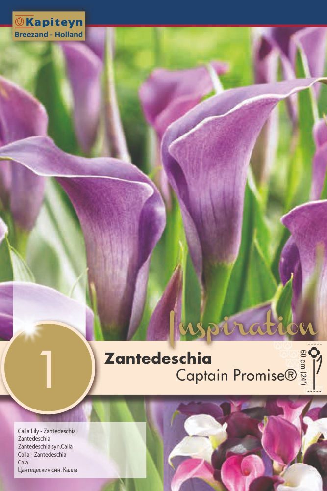Zantedeschia Captain Promise - 1 Bulb